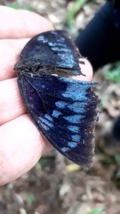 Charaxes monteiri