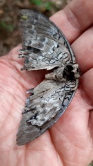 Charaxes monteiri
