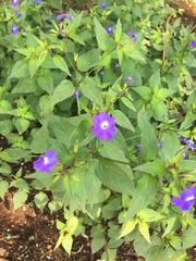 Browallia americana