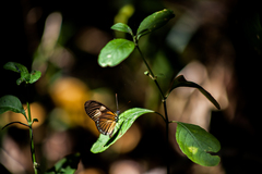 Eueides vibilia