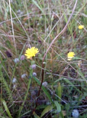 Crepis capillaris