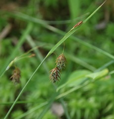 Carex magellanica
