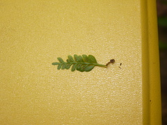 Asplenium holophlebium