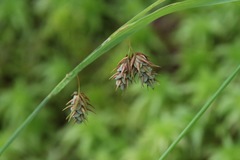 Carex magellanica