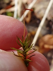 Atrichum altecristatum