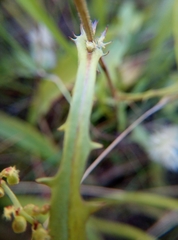 Crepis capillaris