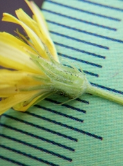 Crepis capillaris