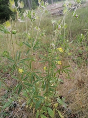 Anthyllis vulneraria maritima