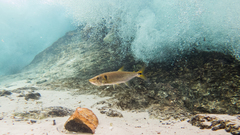 Acestrorhynchus falcatus