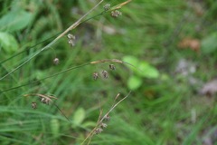 Carex magellanica