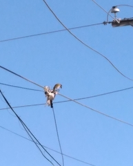 Phaenicophilus palmarum