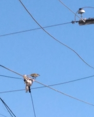 Phaenicophilus palmarum