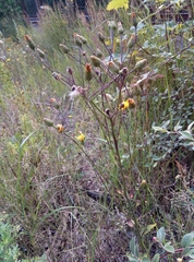 Hieracium tridentatum