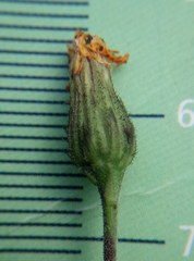 Hieracium tridentatum