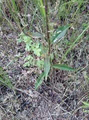 Hieracium tridentatum