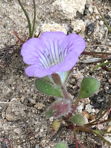Phacelia douglasii var. petrophila