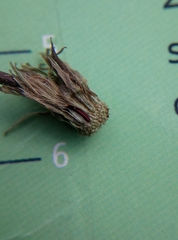 Hieracium tridentatum