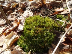 Atrichum altecristatum