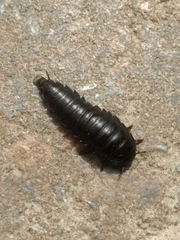 Necrophila americana