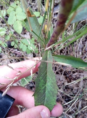 Hieracium tridentatum