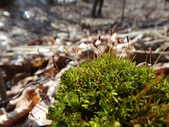 Atrichum altecristatum