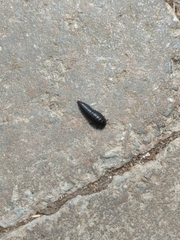 Necrophila americana