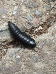 Necrophila americana