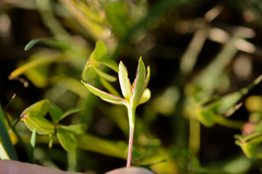 Pauridia serrata serrata