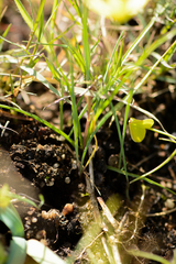 Pauridia serrata serrata