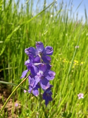 Delphinium burkei
