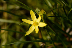 Pauridia serrata serrata