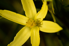 Pauridia serrata serrata