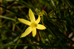 Pauridia serrata serrata