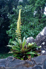 Vriesea