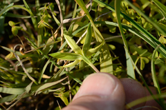 Pauridia serrata serrata