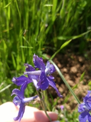 Delphinium burkei