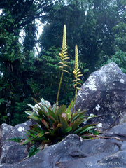 Vriesea