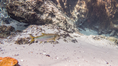 Acestrorhynchus falcatus