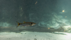 Acestrorhynchus falcatus