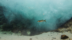 Acestrorhynchus falcatus