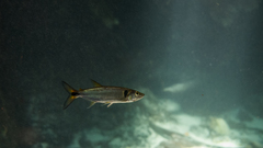 Acestrorhynchus falcatus