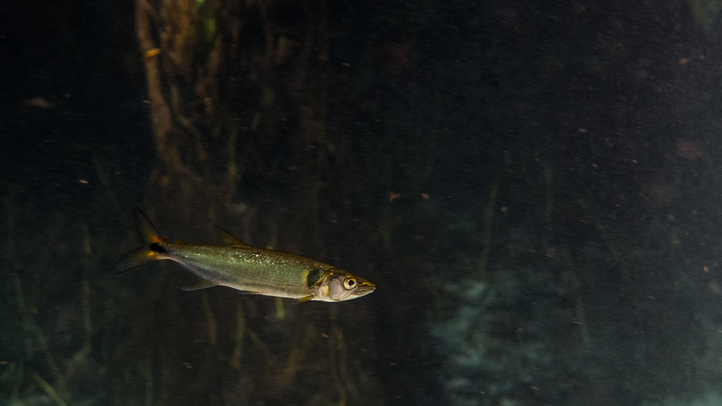 Freshwater Barracuda
