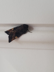 Euplexia