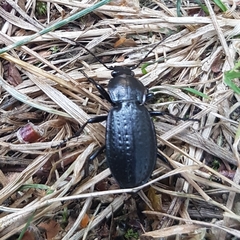 Carabus arvensis