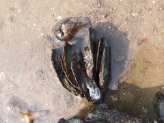 Isognomon isognomum