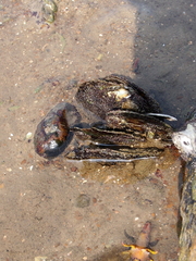 Isognomon isognomum