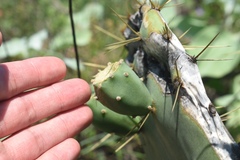 Opuntia tunoidea