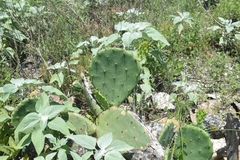 Opuntia tunoidea