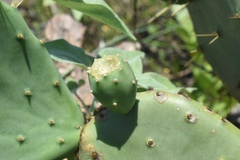 Opuntia tunoidea