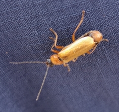 Cantharis rufa